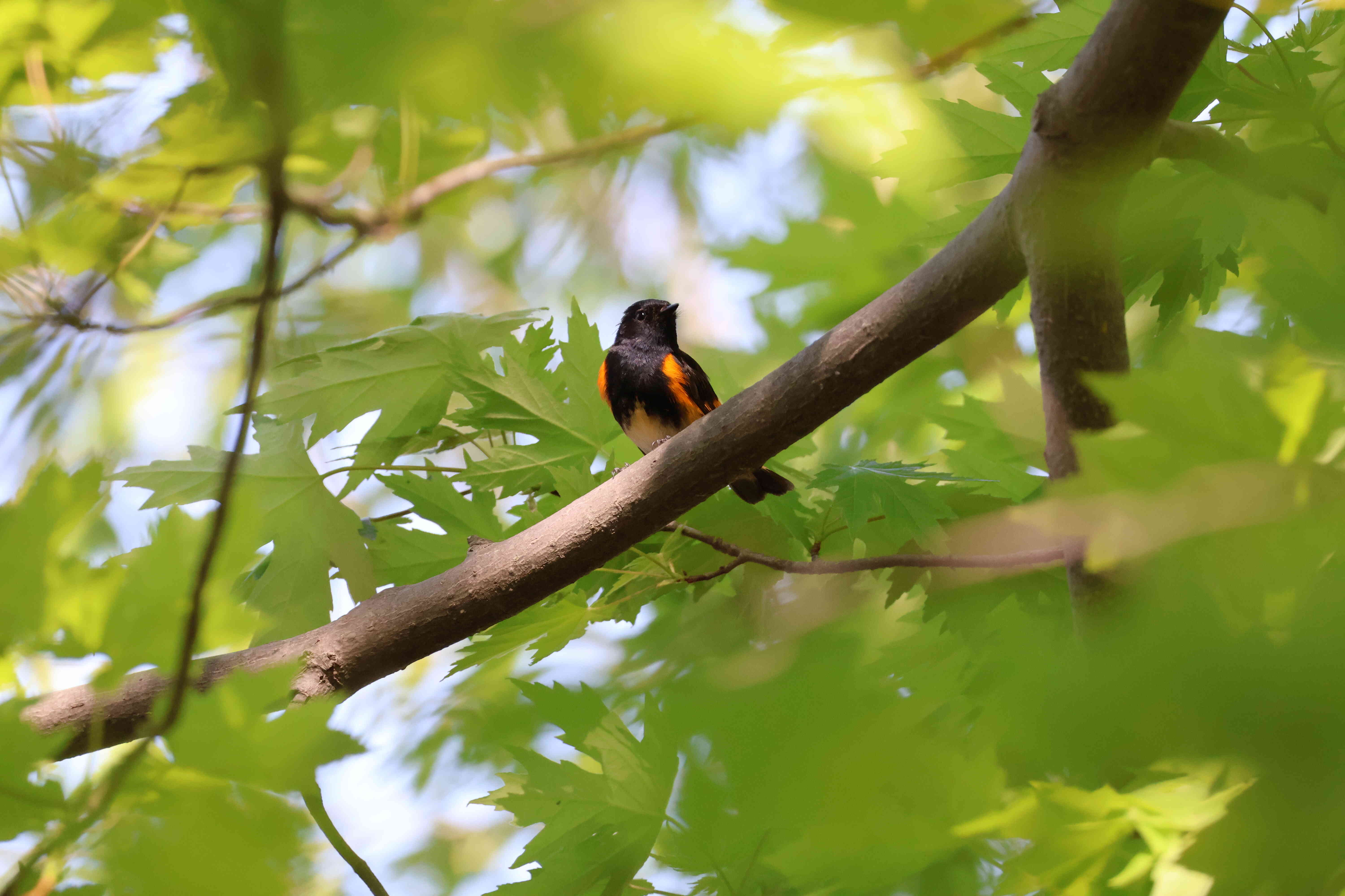 American Redstart