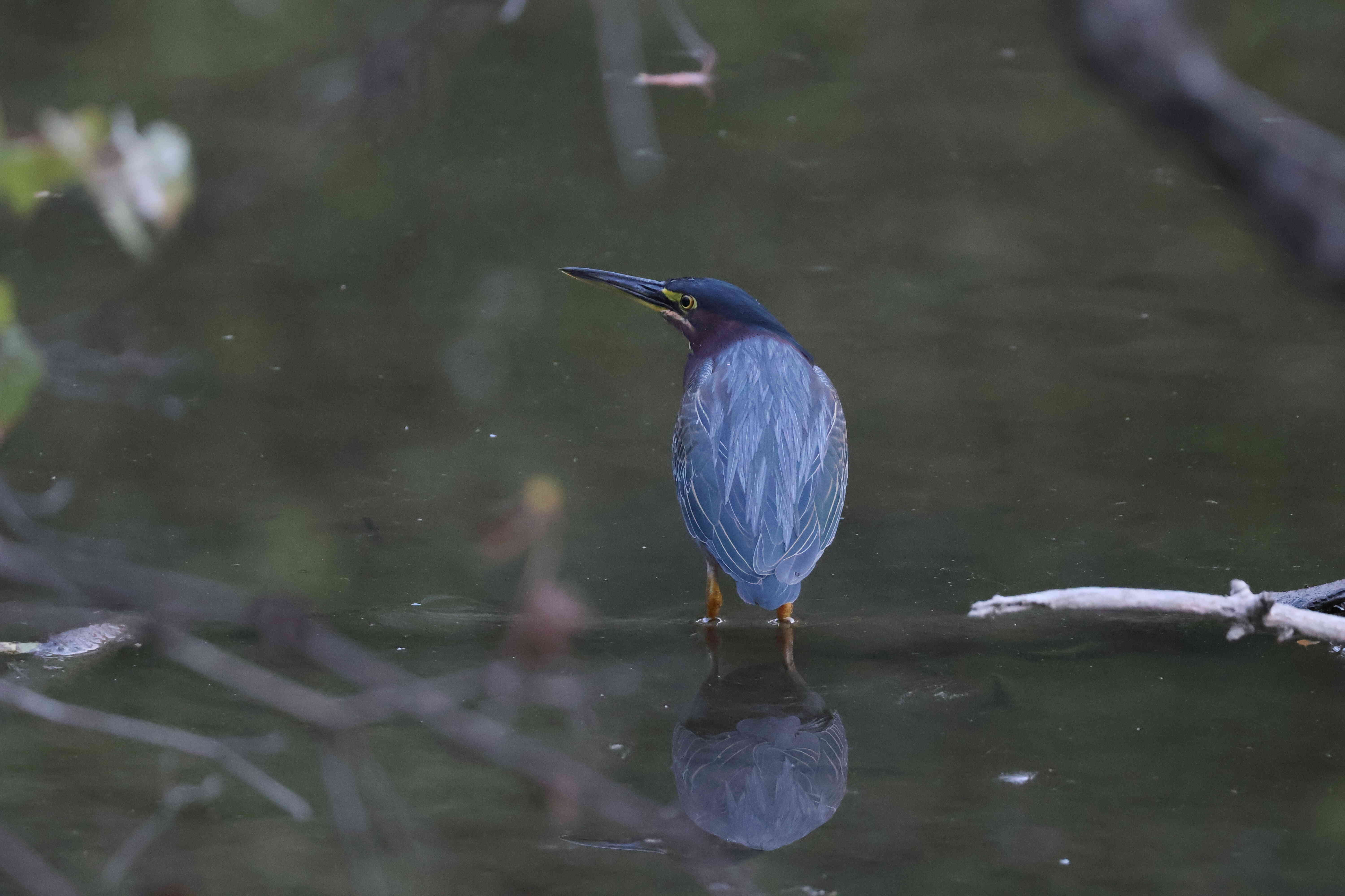 Green Heron