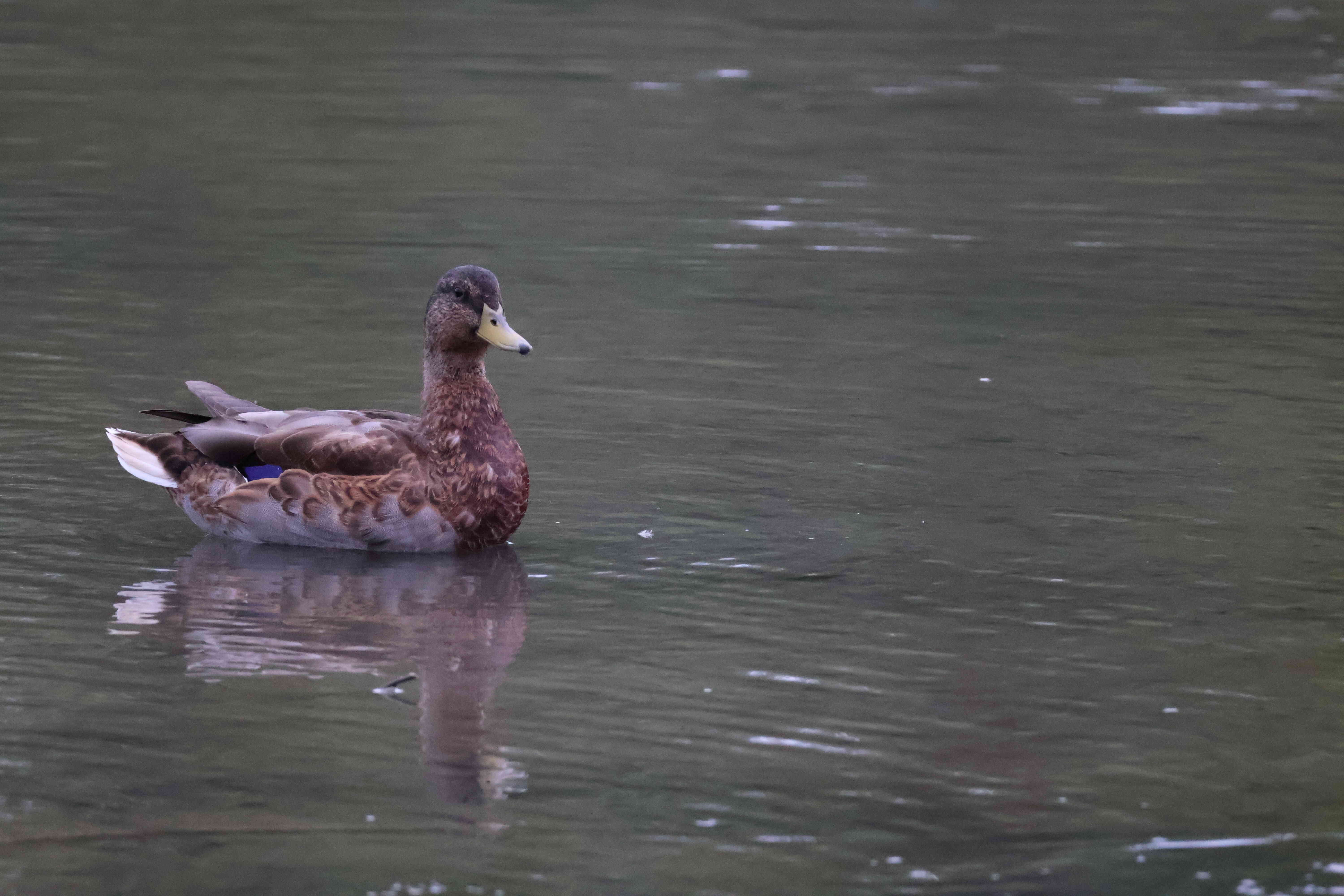 Mallard